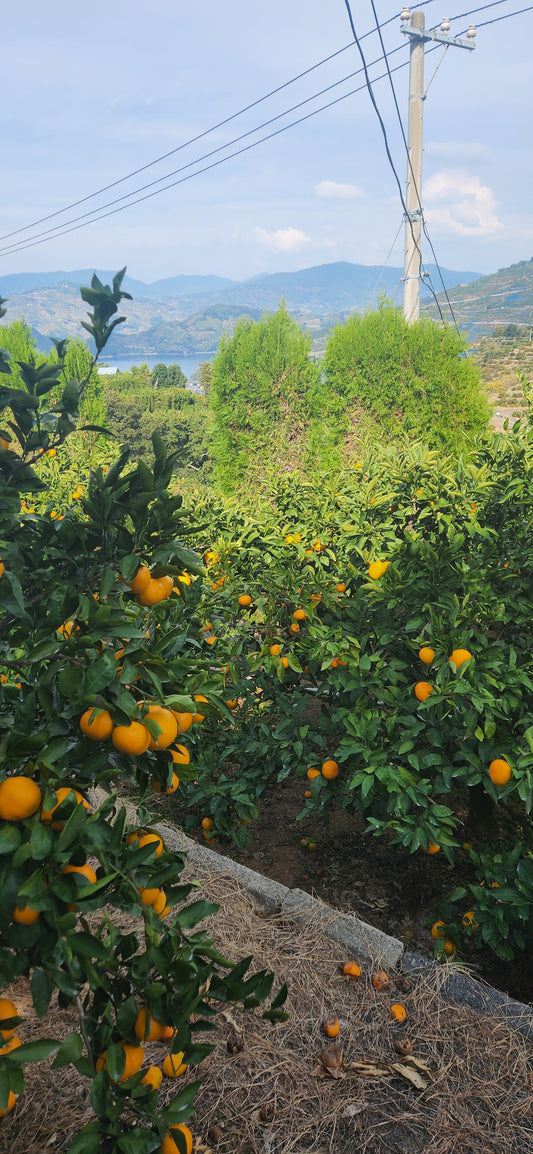 お客様のご要望セット